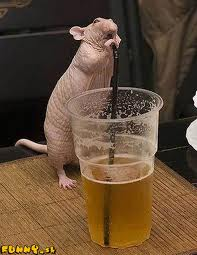 potkan a pivko