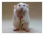 potkan a saxofon